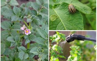 È possibile elaborare patate da coleotteri del Colorado durante la fioritura