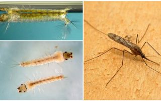 Descrizione e foto di larve di zanzara