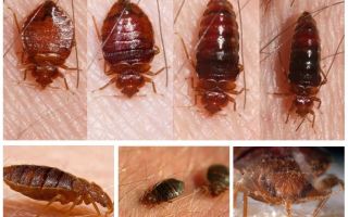 Che insetti mangiano e chi li mangia