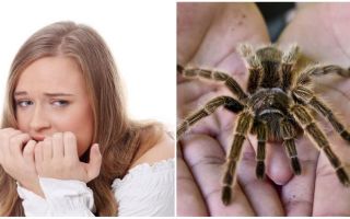 Qual è il nome della paura dei ragni (fobia) e dei metodi di trattamento