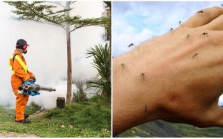 Mezzi per trattare l'area da zanzare e zecche