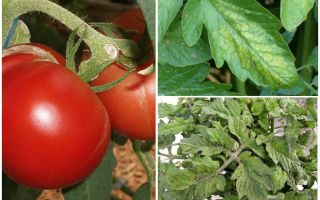 Afidi sui pomodori - cosa trattare e come combattere