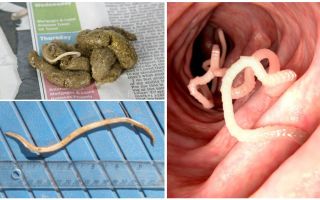Che aspetto hanno i nematodi nelle feci umane?
