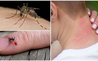 Cosa succede se una zanzara morde