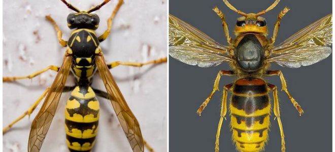 Qual è la differenza tra il calabrone e la vespa