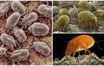 Descrizione e foto degli acari della polvere