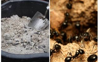 Cenere dalle formiche sul sito
