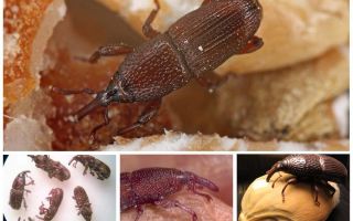 Ambar weevil come combattere