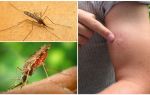 Cosa fare se sei morso da una zanzara anofele