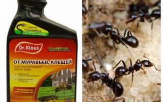 Dr. Klaus di formiche e zecche