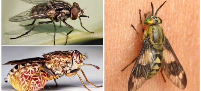 Varietà di mosche con foto e descrizioni