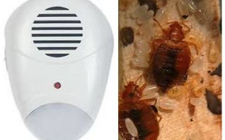 Repeller Pest Repeller from bedbugs