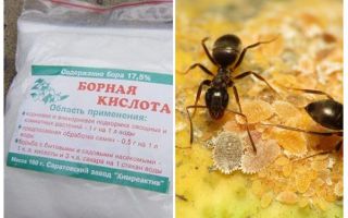 L'acido borico contro le formiche nell'appartamento e nel giardino