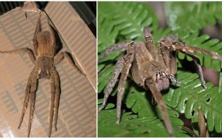Descrizione e spider foto spider