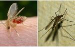 Qual è la differenza tra zanzare e zanzare?