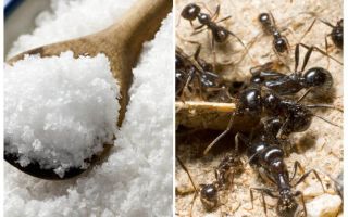 Sale contro le formiche in giardino