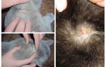 Perché un gatto prude da gocce di pulci e altre cause di prurito