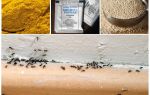Fondi di formiche nella casa del paese