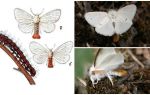 Descrizione e foto di farfalle e bruchi