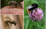 Differenze di un calabrone da un'ape e una vespa