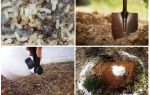 Come ottenere le formiche dai rimedi popolari del giardino