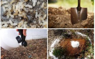 Come ottenere le formiche dai rimedi popolari del giardino