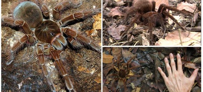 Descrizione e foto del ragno goliath