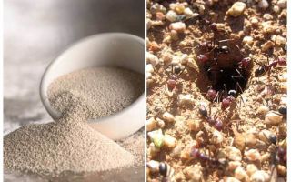 Lievito contro le formiche nel paese