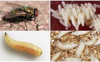 Descrizione e foto di larve e uova di mosche