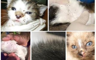 Come rimuovere le pulci in un gatto da allattamento e gattini appena nati