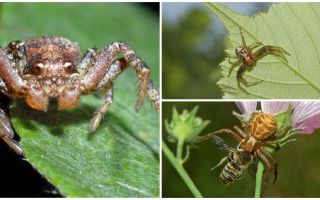 Descrizione e foto del ragno granchio (bokhoda non isometrico)