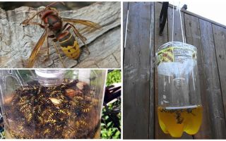 Trappole fatte in casa per calabroni e vespe