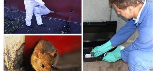 Sterminio di ratti e topi da parte di servizi specializzati