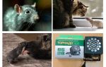 Di cosa hanno paura ratti e topi?