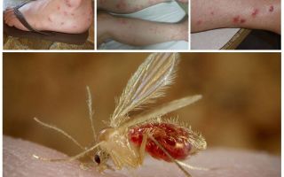 Descrizione e foto delle zanzare