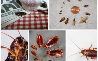 Gli scarafaggi domestici mordono una persona