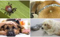 Sintomi e trattamento della piroplasmosi nei cani