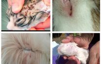 Come sono le pulci di gatto, i sintomi e il trattamento