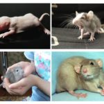 Cuccioli di ratto