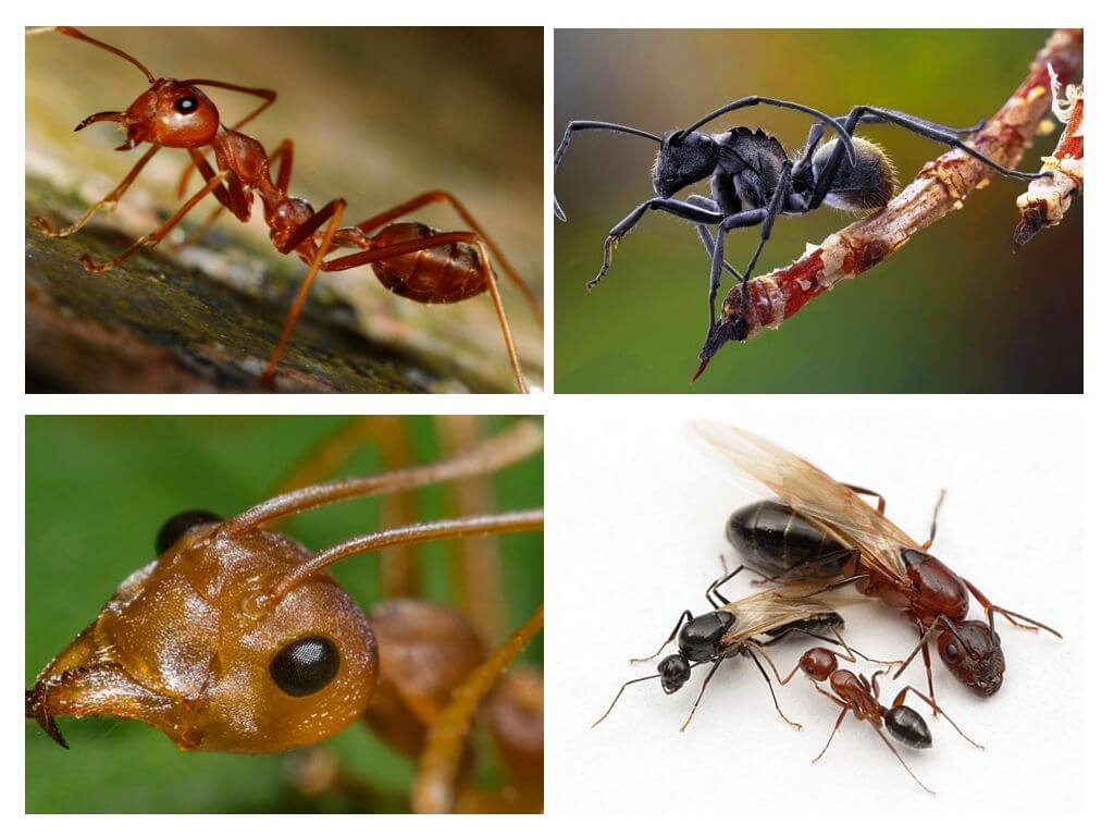 Corpo della formica