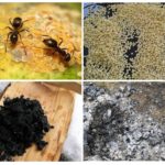 Ricette popolari dalle formiche