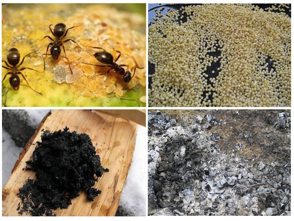 Ricette popolari dalle formiche