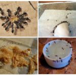 Esca velenosa per le formiche