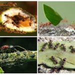 I benefici e i danni delle formiche