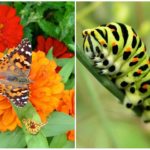 Farfalla di Swallowtail e il suo bruco
