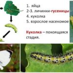 Ciclo di sviluppo della ciotola di farfalle