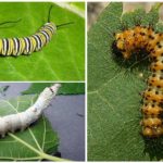 Alimentazione Caterpillar