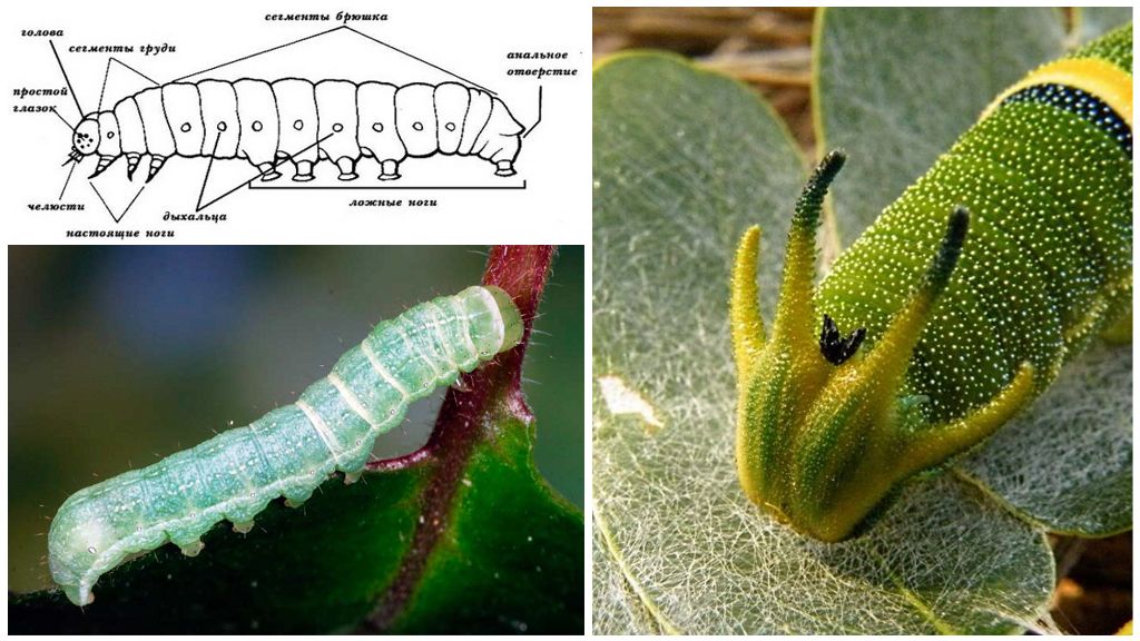 Struttura Caterpillar